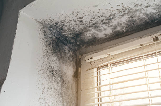 Affordable Hvac And Air Duct Mold Remediation solutions in Hastings, MI